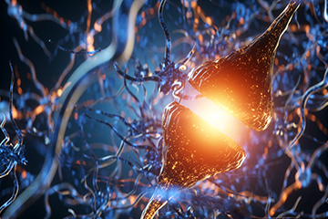 Synapse and neurons in the human brain. Sending chemical and electrical signals, human nervous system.